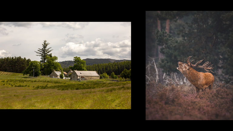 Cottages near woodland with a red stag among purple heather on the Royal Deeside landscape.