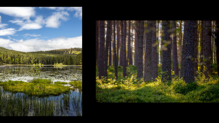 Sunny woodland and loch surrounded by lush greenery beneath a clear blue sky.